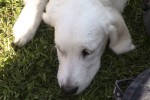 Sam