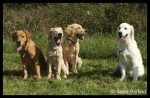 Java, Sam, Diesel, Mira