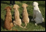 Java, Diesel, Sam, Mira