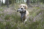 Hålli