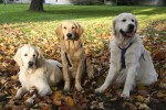Dexter, Ludde och Diesel