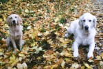 Morgonpromenad