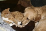 Alice & Diesel