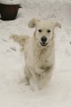 Vit hund i snön