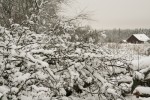 Snö på träden