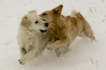 Ludde & Diesel busar i snön