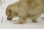 Ludde nosar i snön