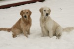 Diesel och Ludde