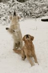 Flygande hundar