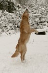 Flygande hundar