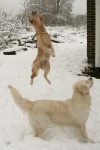 Flygande hundar