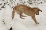Är det en känguru? Eller en hare?
