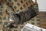 Caesar i soffan