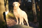 Promenad med Maika & Shadi
