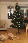 Julgranen