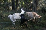 Springande hundar