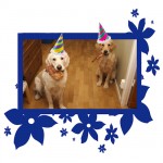 Ludde 4 år