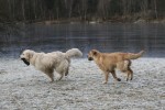 Dexter & Diesel busar