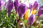 Krokus