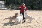 Elsa med retrievergänget