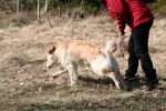 Faiko