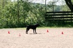 Konrad