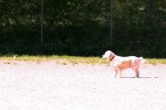 Ludde