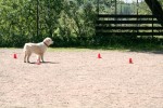 Ludde