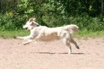 Ludde