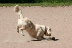 Ludde