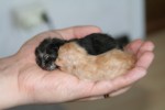 Kattungarna som inte šverlevde