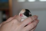 Kattungar födda 20 juni