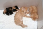 Kattungarna