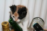 Trolla Šr blšt efter Diesels pussar