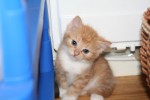 Kattungarna