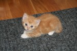 Kattungarna