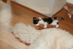 Kattungarna fick syn pŒ Luddes svans