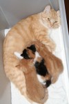 Kattungarna