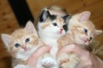 Kattungarna