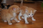 Kattungarna 3 veckor