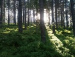 Trollskogen