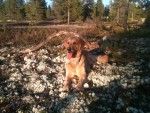 Diesel i solen