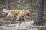 Sölen spår och sök