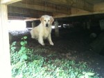 Ludde under verandan