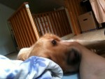 Morgonmys i låg säng