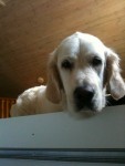 Godmorgon Ludde