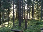 Sagoskogen