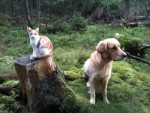 Trulle och Diesel pausar i skogen