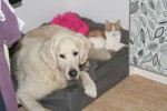 Ludde & Trulle