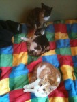 Prilla, Trixa & Trulle